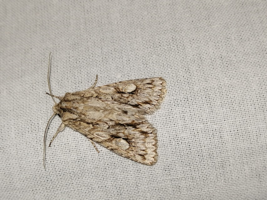 Meganephria bimaculosa - kétfoltos szilbagoly