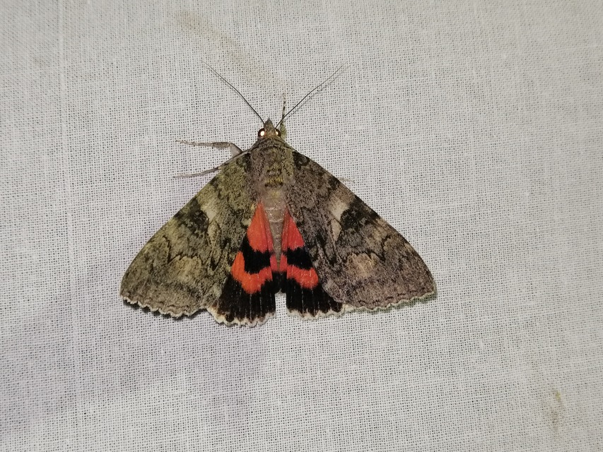 Catocala nupta - piros övesbagoly