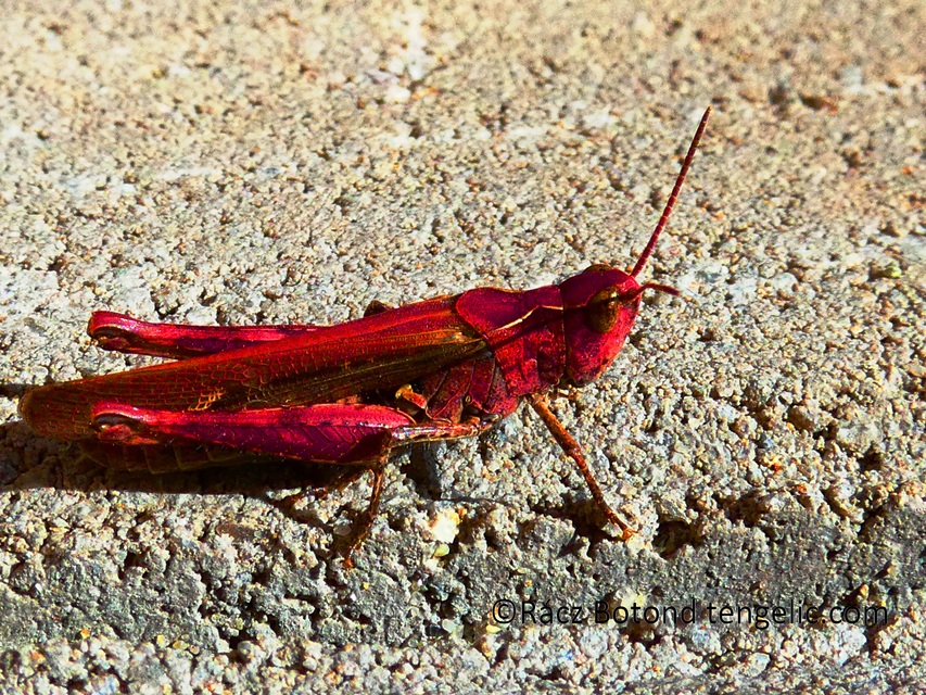 Chorthippus (Glyptobothrus) (subgenus)