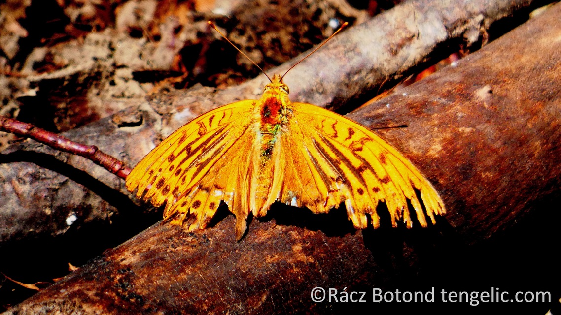 Argynnis paphia - nagy gyöngyházlepke