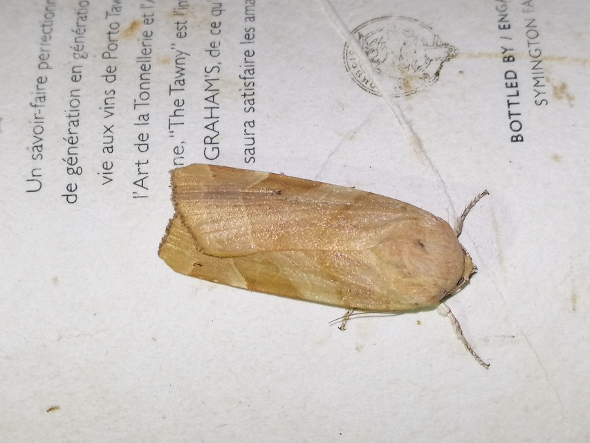 Noctua fimbriata - szélessávú sárgafűbagoly