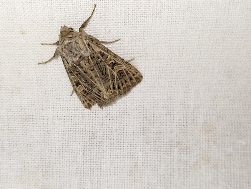 Tholera decimalis - közönséges fésűsbagoly