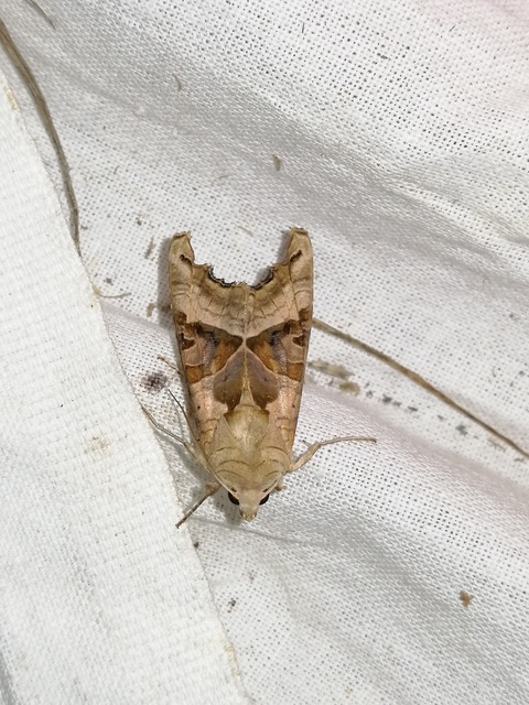 Phlogophora meticulosa - vándorló csipkésbagoly
