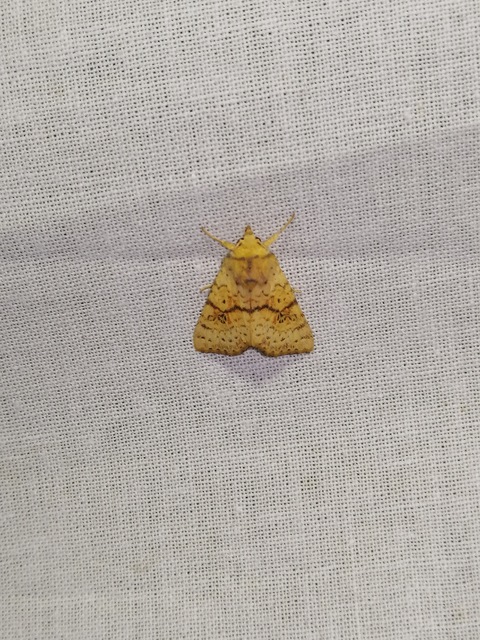 Tiliacea sulphurago - kénes sárgabagoly