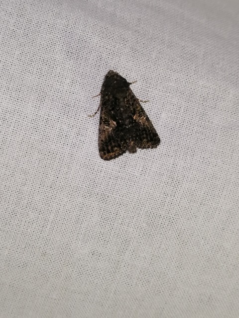 Anophia leucomelas - déli folyófűbagoly