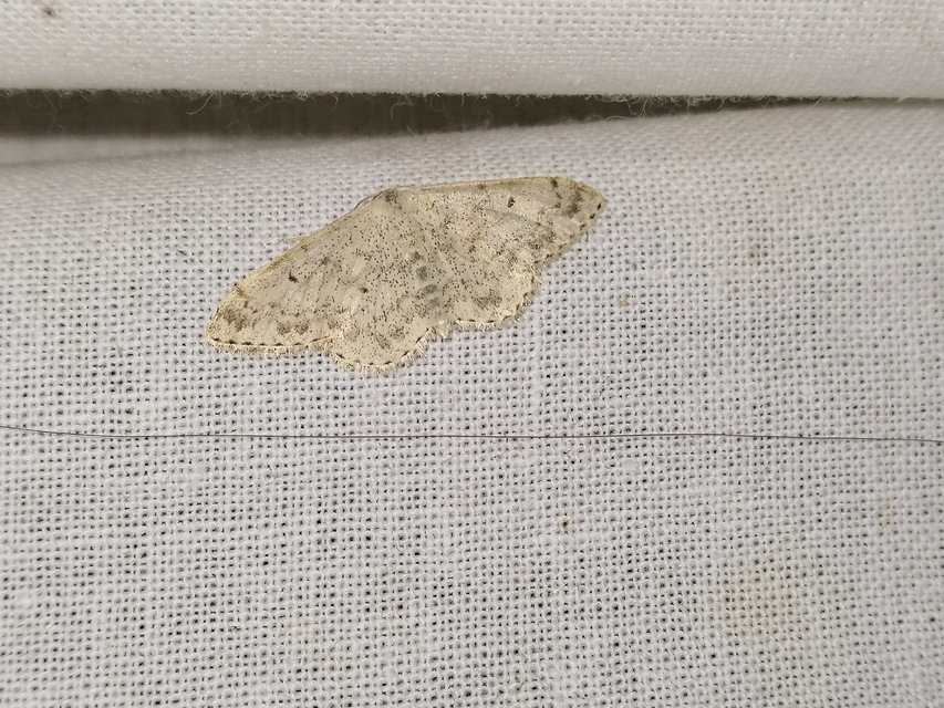 Scopula marginepunctata - pettyes sávosaraszoló