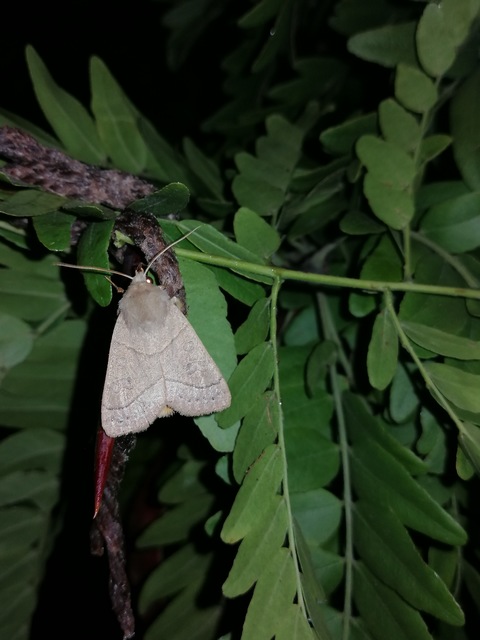 Mesogona acetosellae - madársóskabagoly