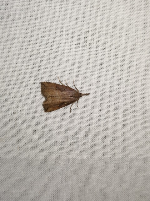 Hypena rostralis - közönséges karcsúbagoly