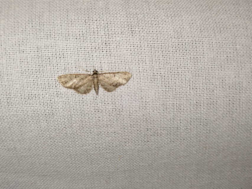 Eupithecia inturbata - juhar-törpearaszoló