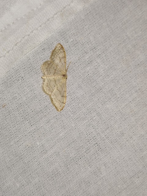 Idaea deversaria - egyszínű sávosaraszoló