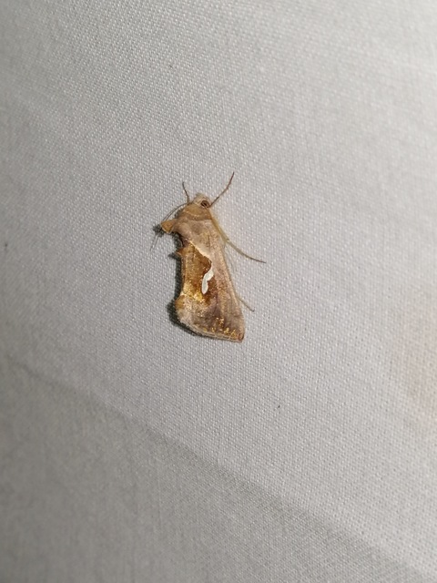 Macdunnoughia confusa - cseppfoltos ezüstbagoly