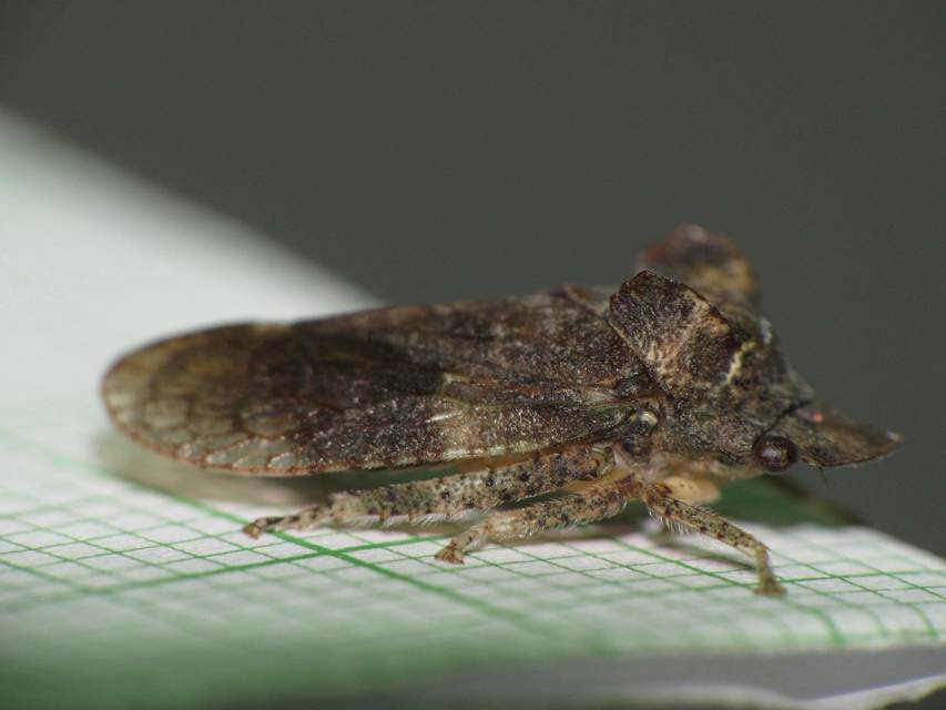 Ledra aurita - füleskabóca