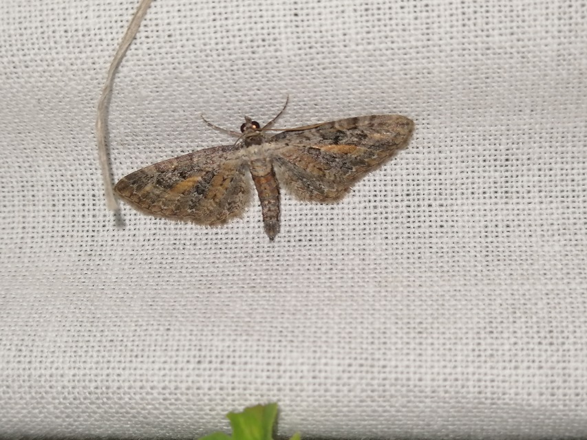 Eupithecia icterata - rozsdafoltos törpearaszoló
