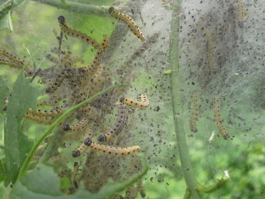 Yponomeutidae - pókhálós-molyfélék