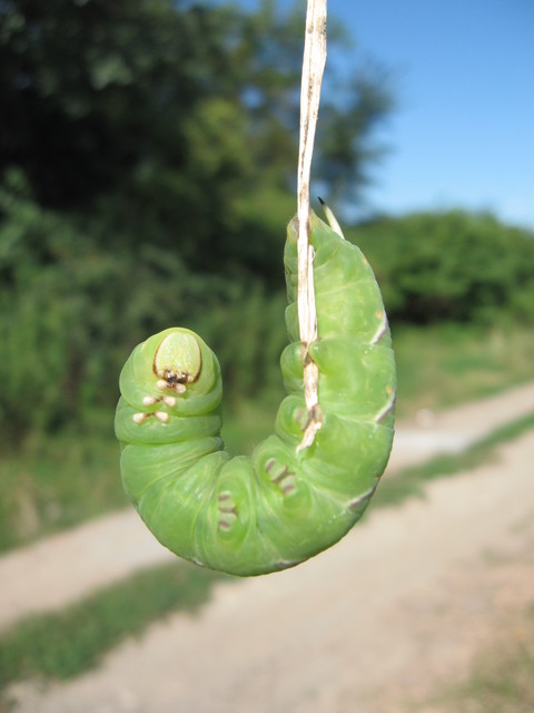 Sphinx ligustri - fagyalszender