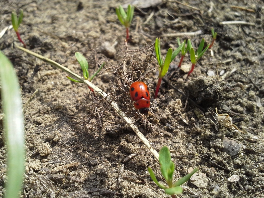 Gonioctena fornicata - közönséges lucernabogár