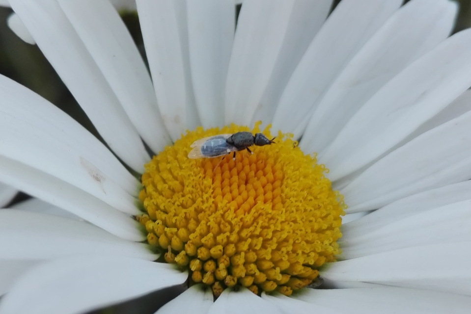 Chloropidae - gabonalegyek