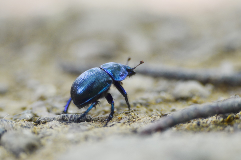 Anoplotrupes stercorosus - erdei álganéjtúró