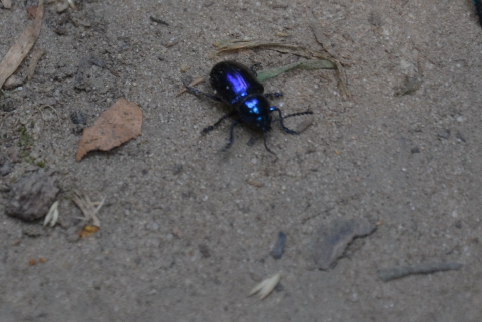 Chrysochus asclepiadeus - tündöklő méreggyiloklevelész