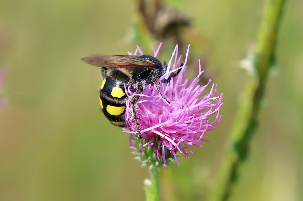 Colpa sexmaculata - hatfoltos tőrösdarázs