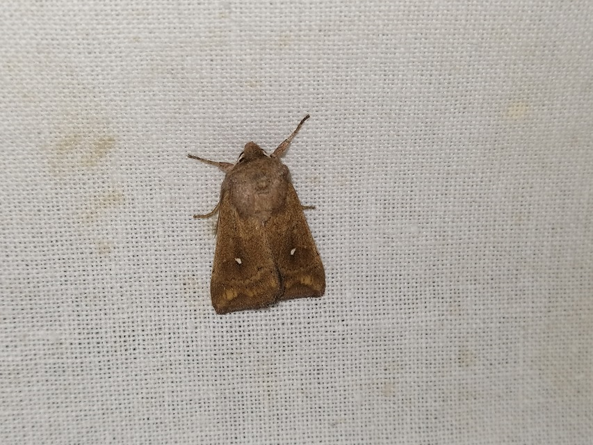 Mythimna albipuncta - fehérpettyes rétibagoly