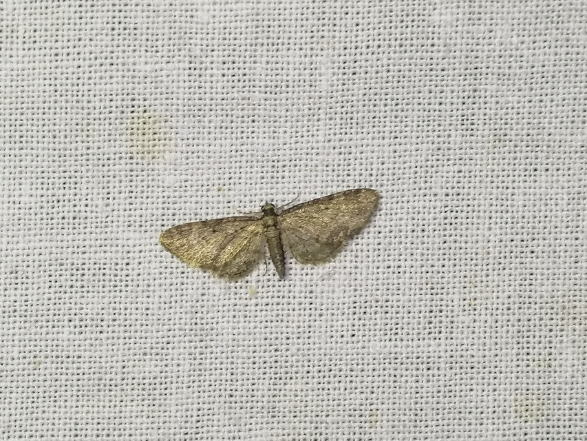 Eupithecia inturbata - juhar-törpearaszoló