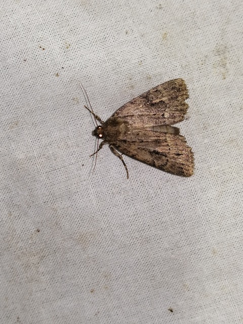 Amphipyra berbera/pyramidea