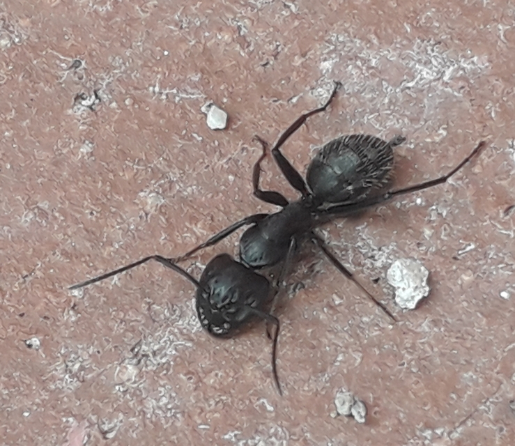 Camponotus vagus - fekete lóhangya
