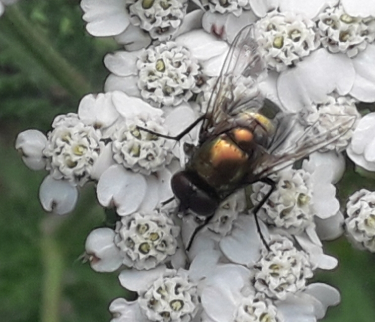 Lucilia