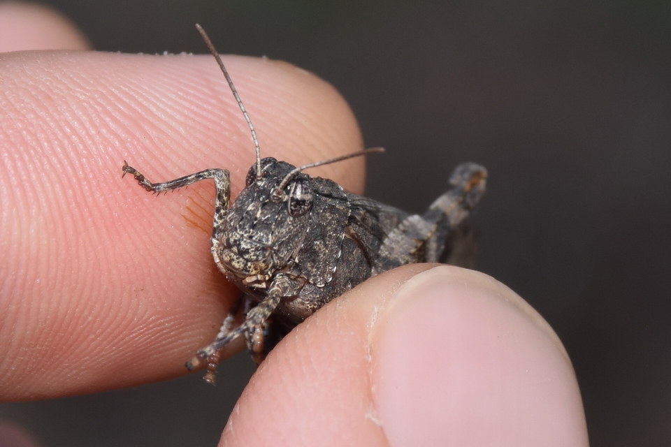 Oedipoda caerulescens - kékszárnyú sáska
