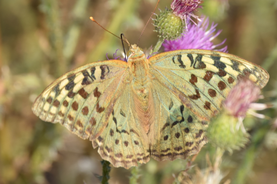 Argynnis pandora - zöldes gyöngyházlepke