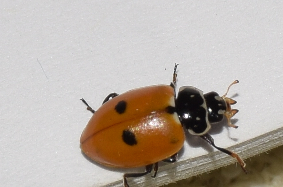 Hippodamia variegata - tizenhárompettyes katica