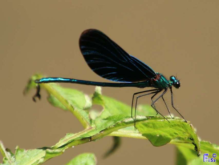 Calopteryx virgo - kisasszony-szitakötő