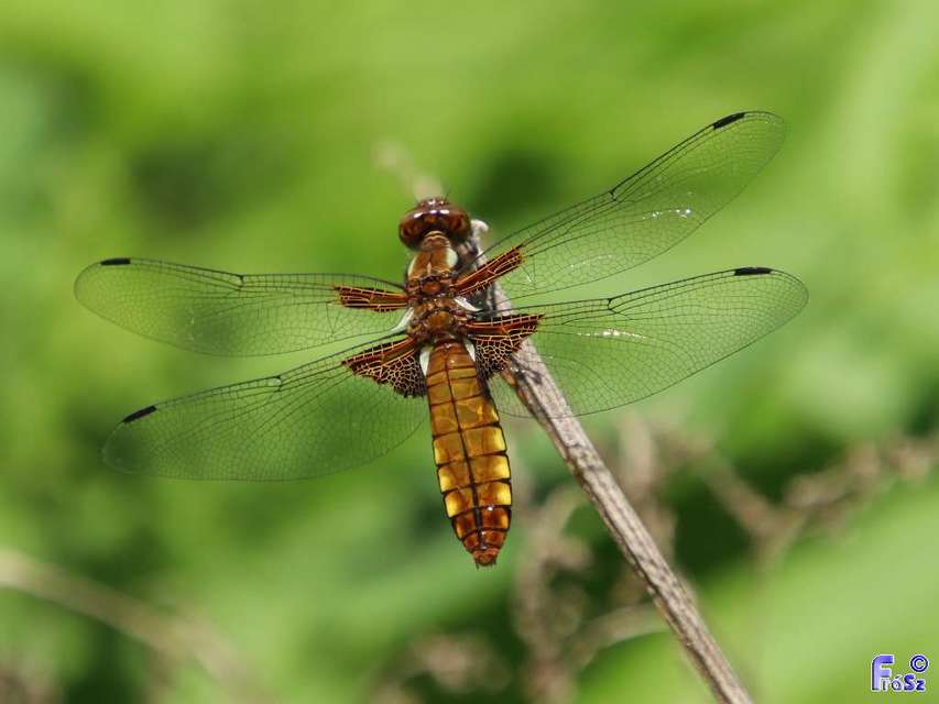 Libellula depressa - széles laposacsa