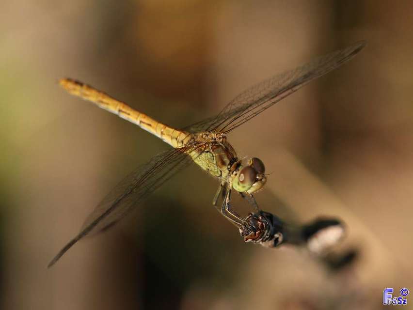 Sympetrum meridionale - fakó katona-szitakötő