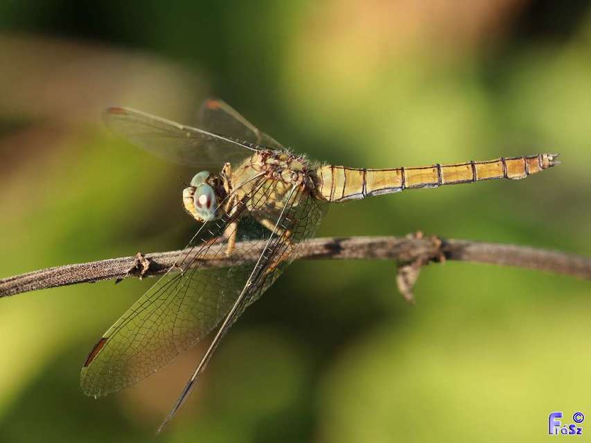 Orthetrum coerulescens - karcsú pásztorszitakötő