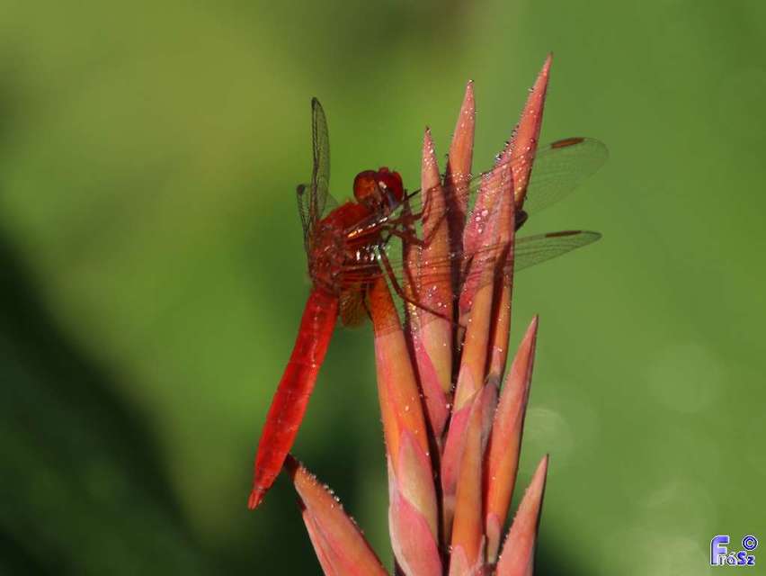 Crocothemis erythraea - skarlát szitakötő