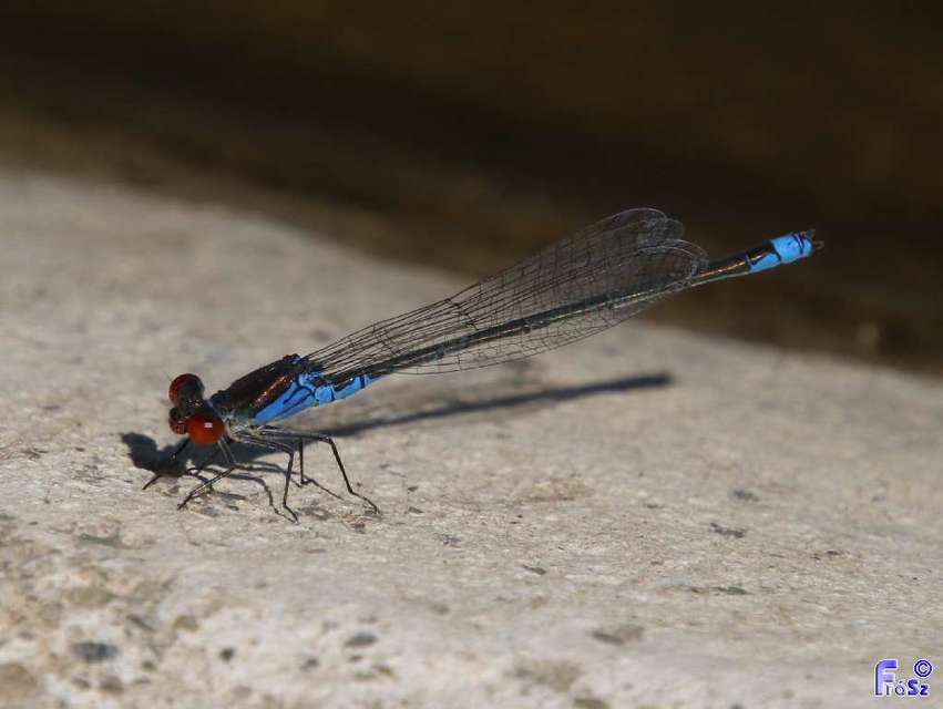 Erythromma viridulum - kis pirosszemű-légivadász