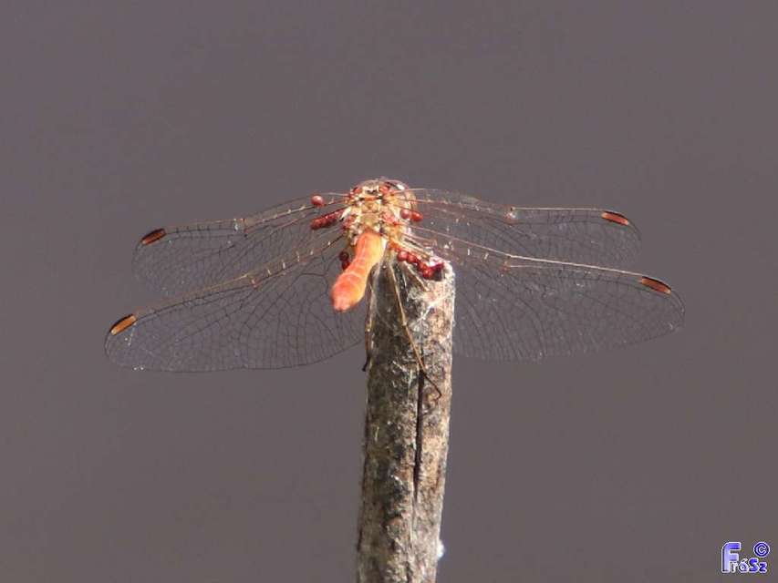 Sympetrum meridionale - fakó katona-szitakötő