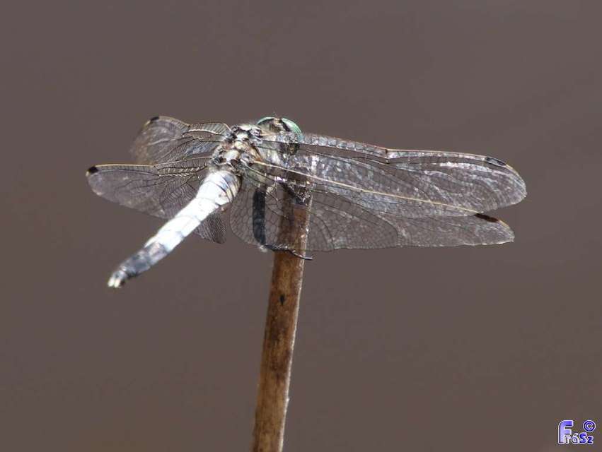 Orthetrum albistylum - fehérfarkú pásztorszitakötő