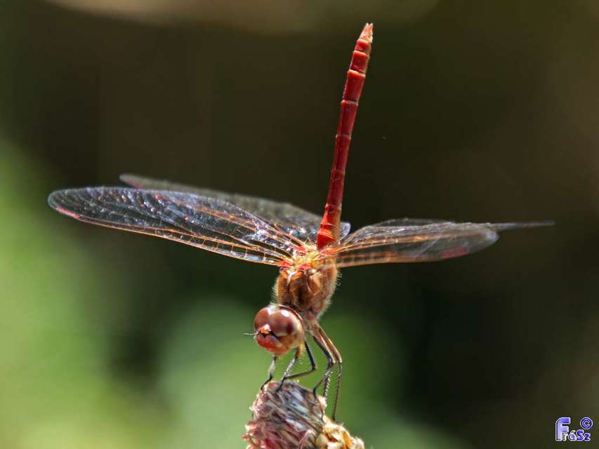 Sympetrum meridionale - fakó katona-szitakötő