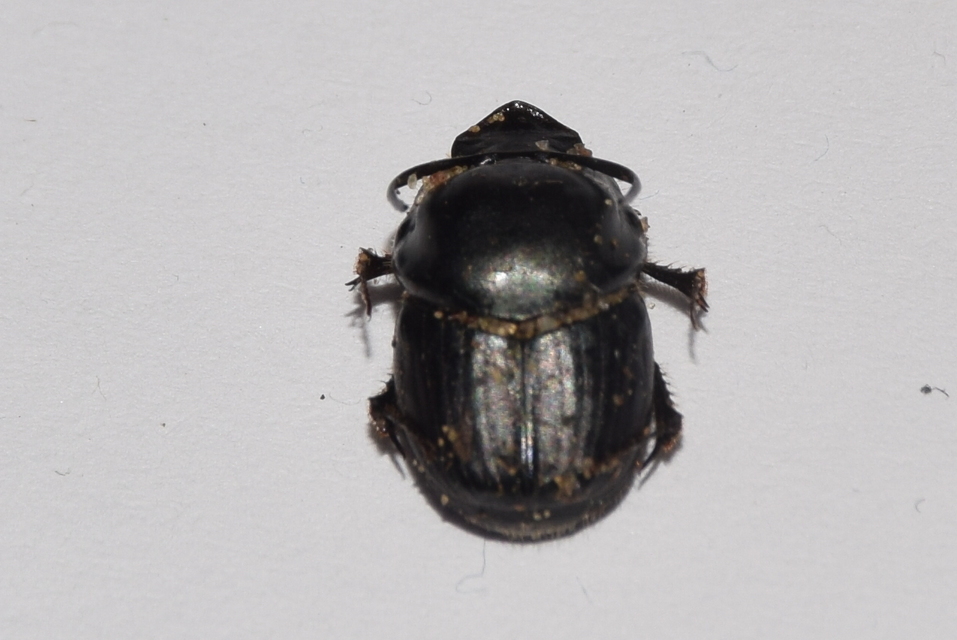 Onthophagus taurus - szarvas trágyatúró