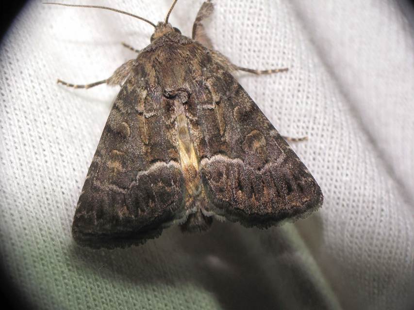 Thalpophila matura - fakó erdeibagoly