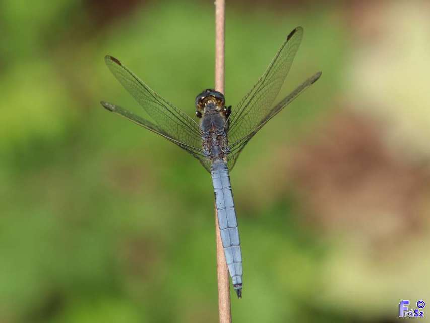 Orthetrum coerulescens - karcsú pásztorszitakötő