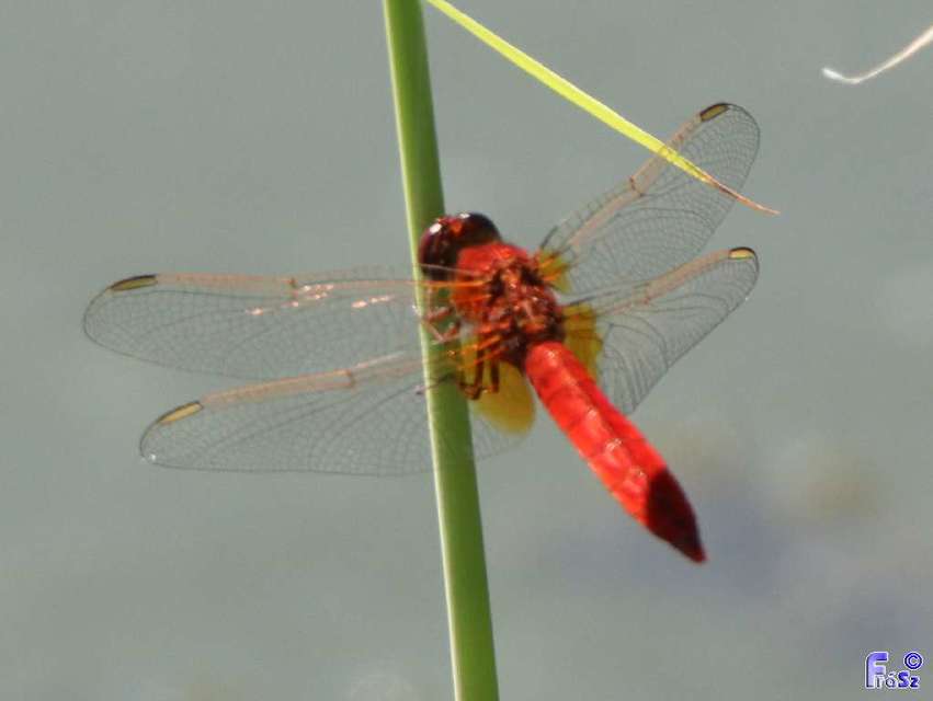 Crocothemis erythraea - skarlát szitakötő