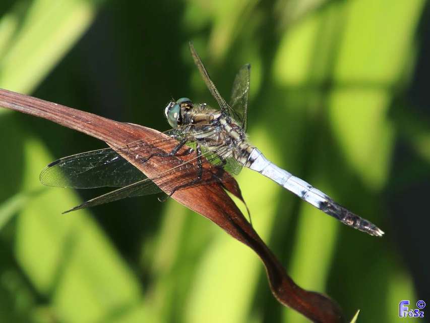 Orthetrum albistylum - fehérfarkú pásztorszitakötő