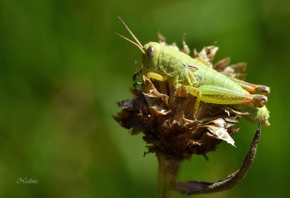 Pseudopodisma nagyi - Nagy-hegyisáska