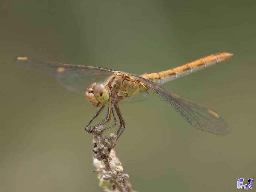 Sympetrum meridionale - fakó katona-szitakötő