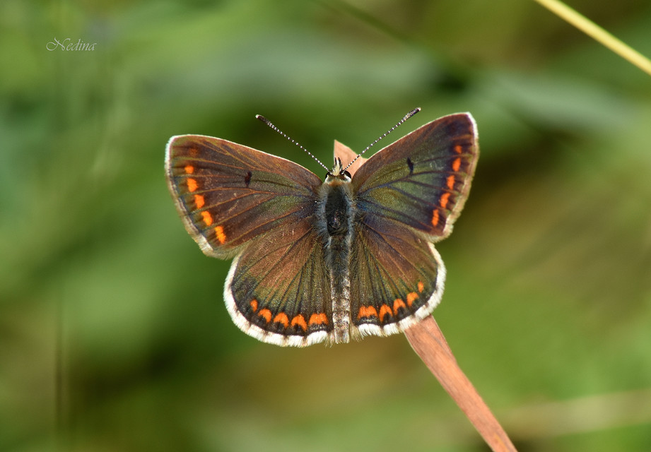 Aricia agestis - szerecsenboglárka