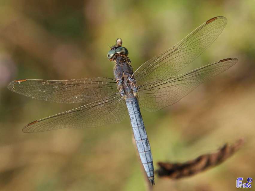 Orthetrum coerulescens - karcsú pásztorszitakötő